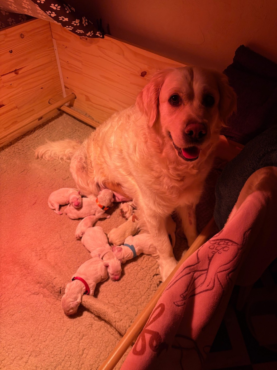 Naissance Portée de Thyna