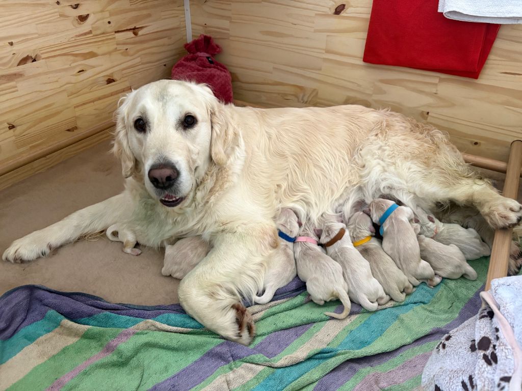 Chiot Golden Retriever Ouaf Domaine Des Goldies