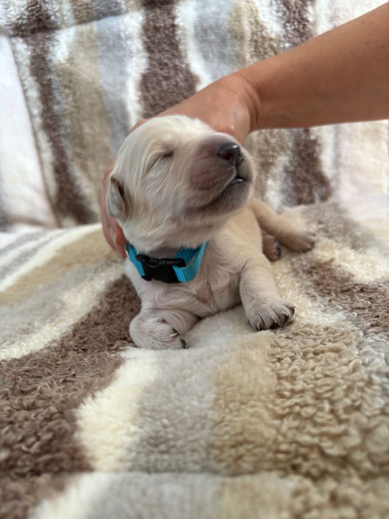 Ouaf Domaine Des Goldies - Chiots disponibles - Golden Retriever