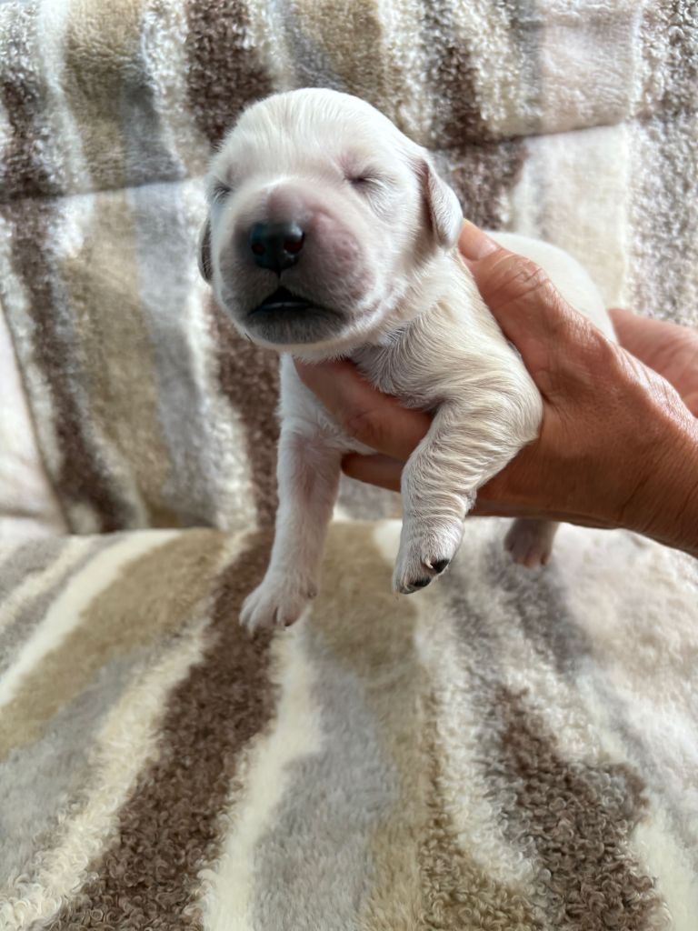Ouaf Domaine Des Goldies - Chiots disponibles - Golden Retriever