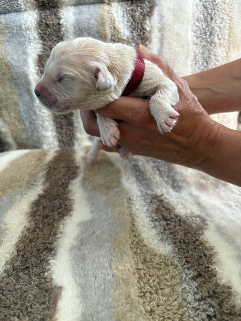 Ouaf Domaine Des Goldies - Chiots disponibles - Golden Retriever