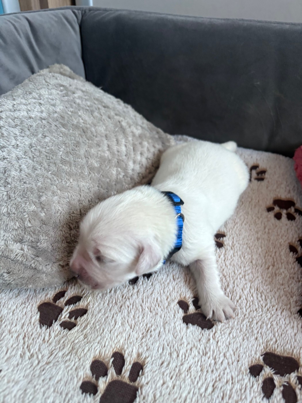 Ouaf Domaine Des Goldies - Chiots disponibles - Golden Retriever