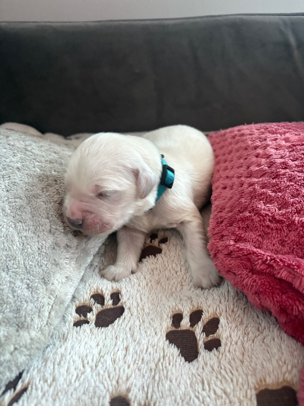 Ouaf Domaine Des Goldies - Chiots disponibles - Golden Retriever