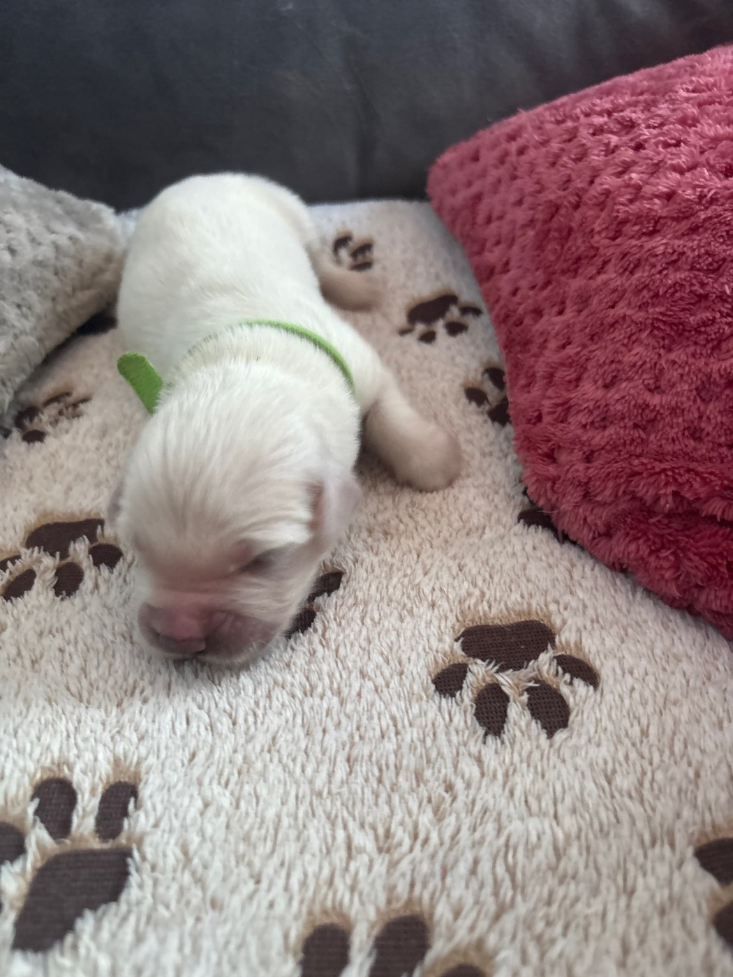 Ouaf Domaine Des Goldies - Chiots disponibles - Golden Retriever