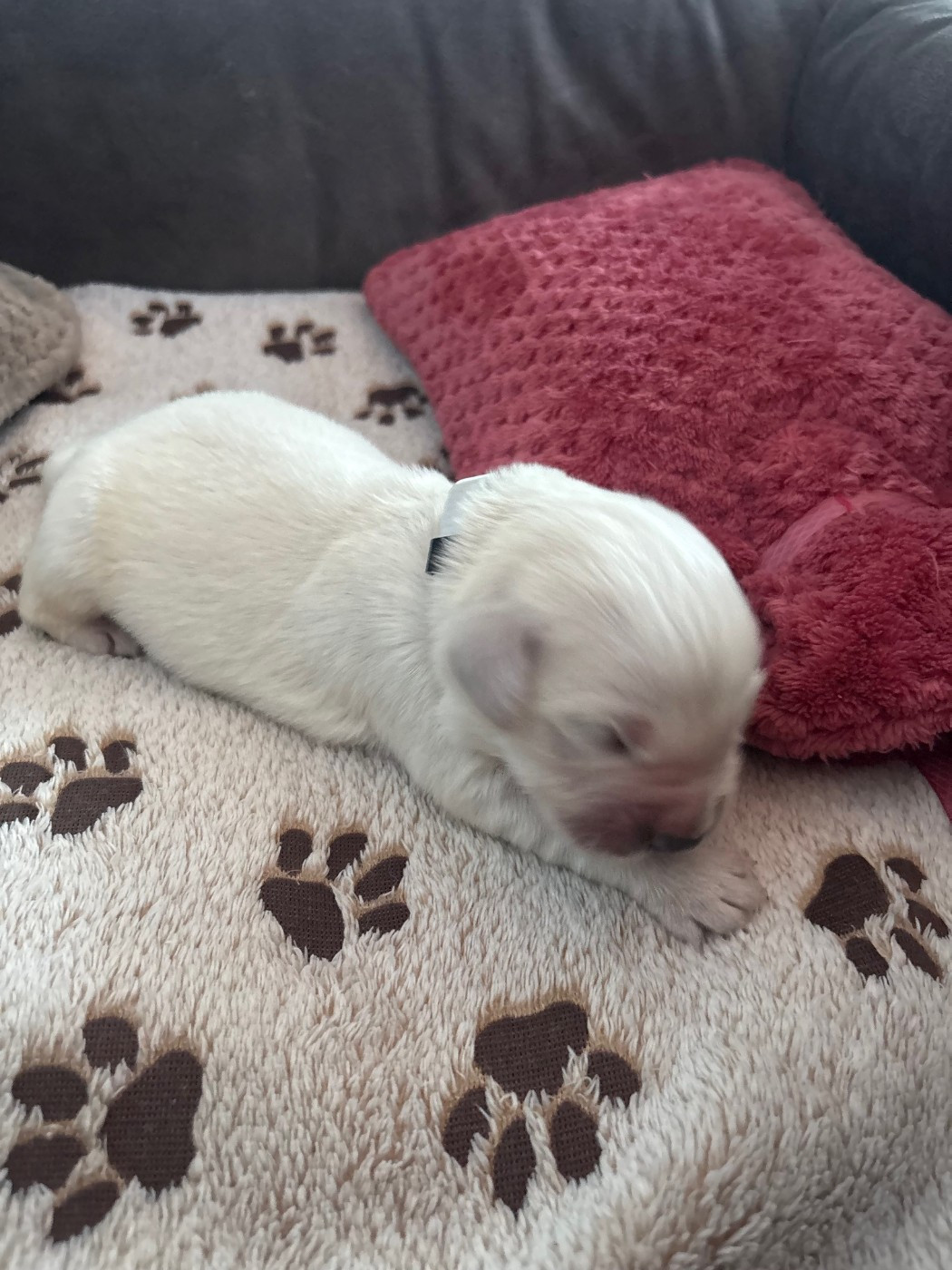 Ouaf Domaine Des Goldies - Chiots disponibles - Golden Retriever