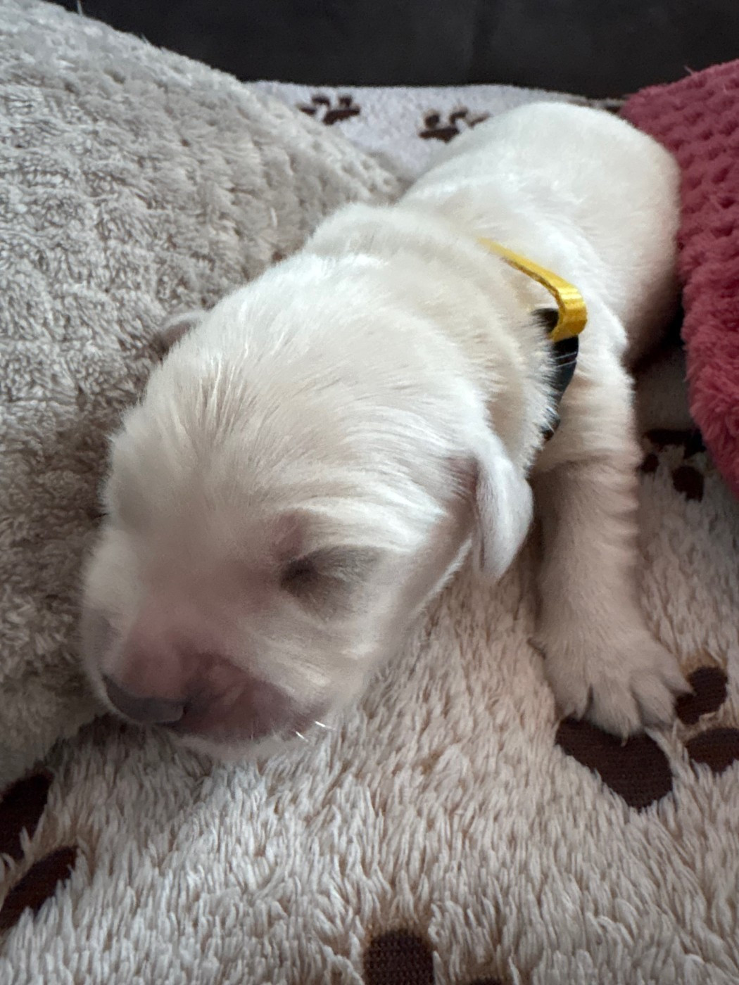 Ouaf Domaine Des Goldies - Chiots disponibles - Golden Retriever