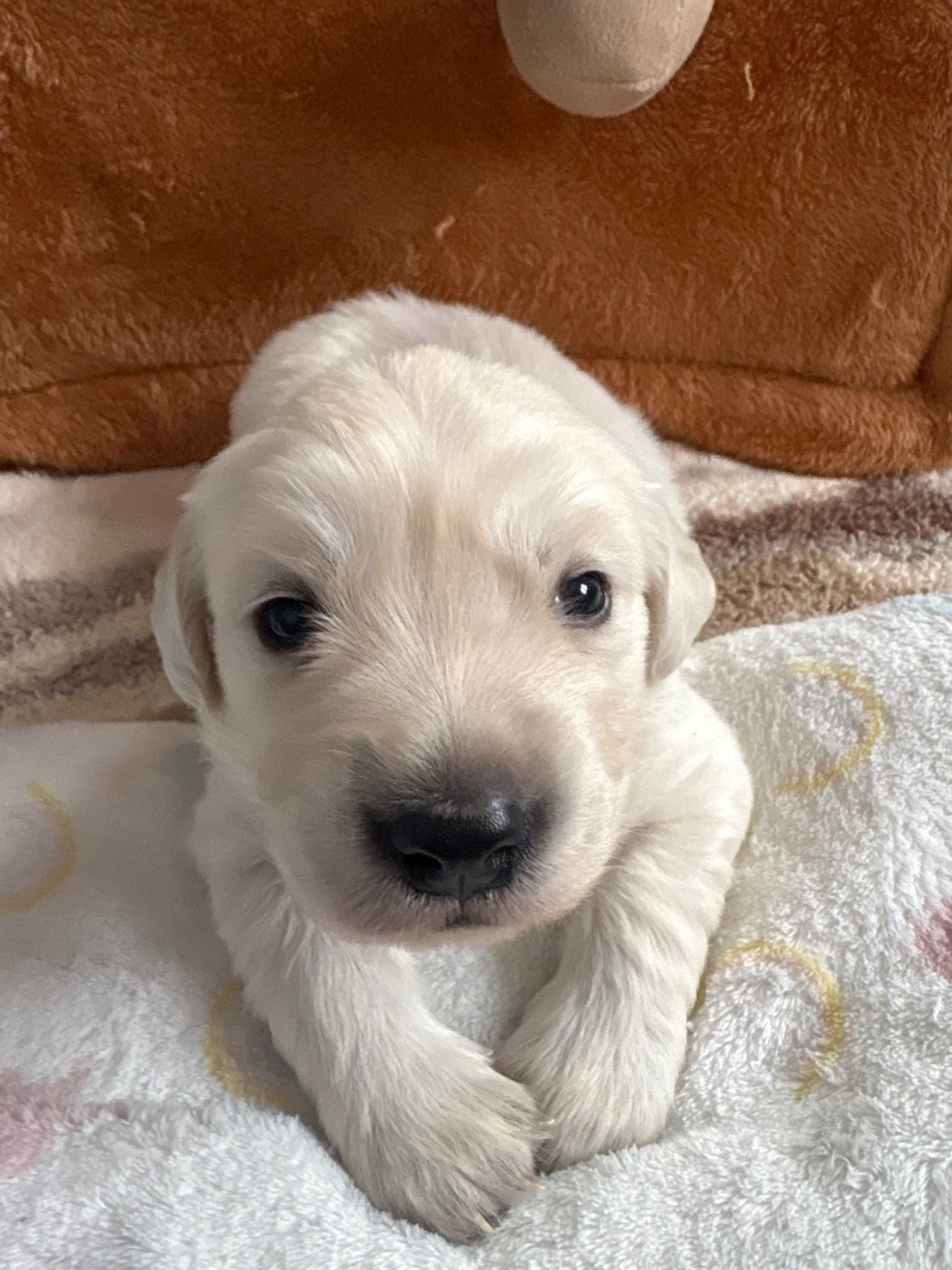 Ouaf Domaine Des Goldies - Chiots disponibles - Golden Retriever