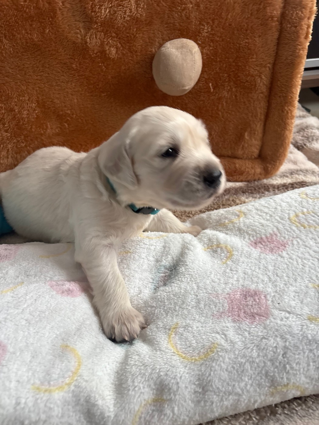 Ouaf Domaine Des Goldies - Chiots disponibles - Golden Retriever