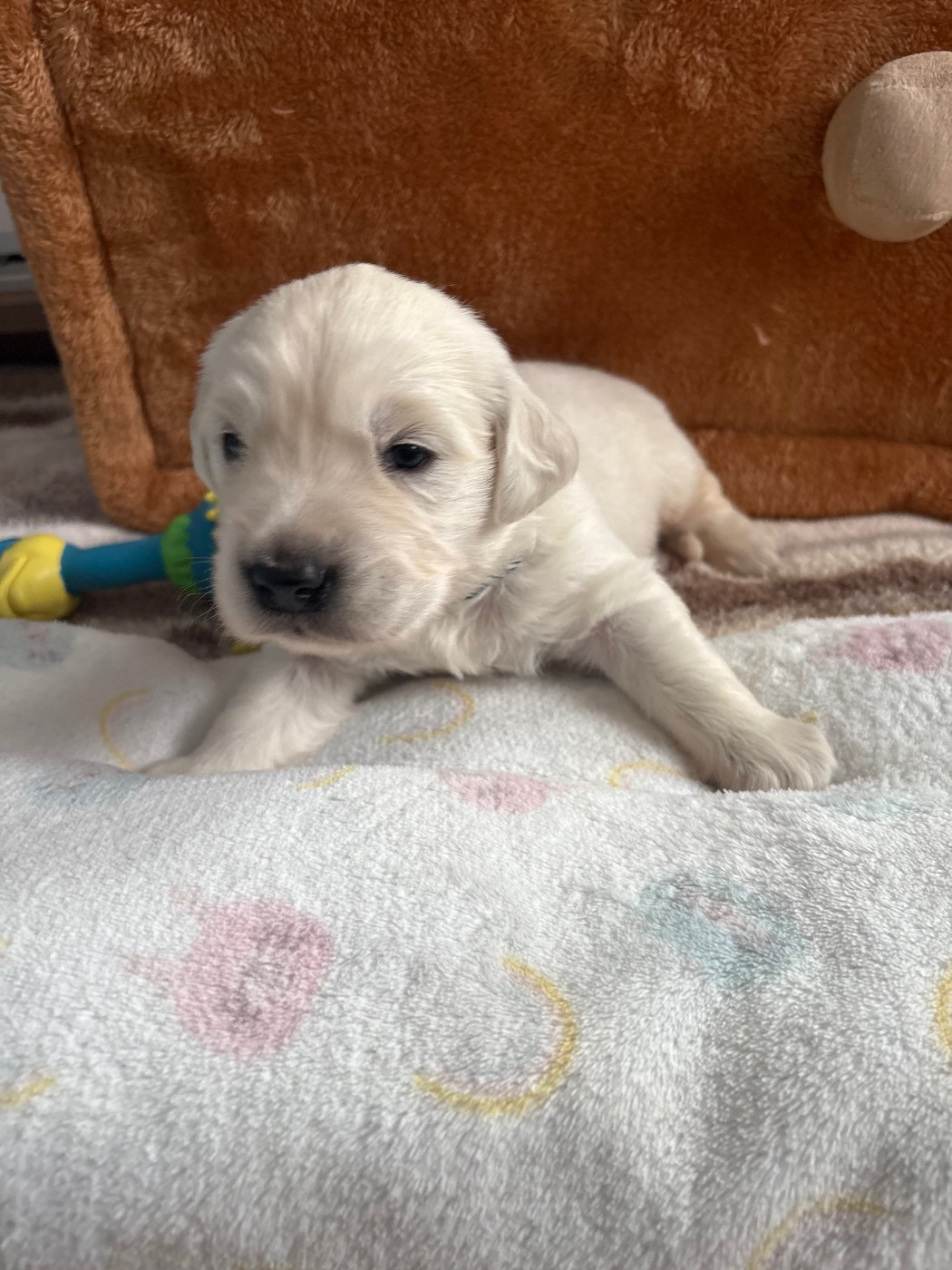 Ouaf Domaine Des Goldies - Chiots disponibles - Golden Retriever