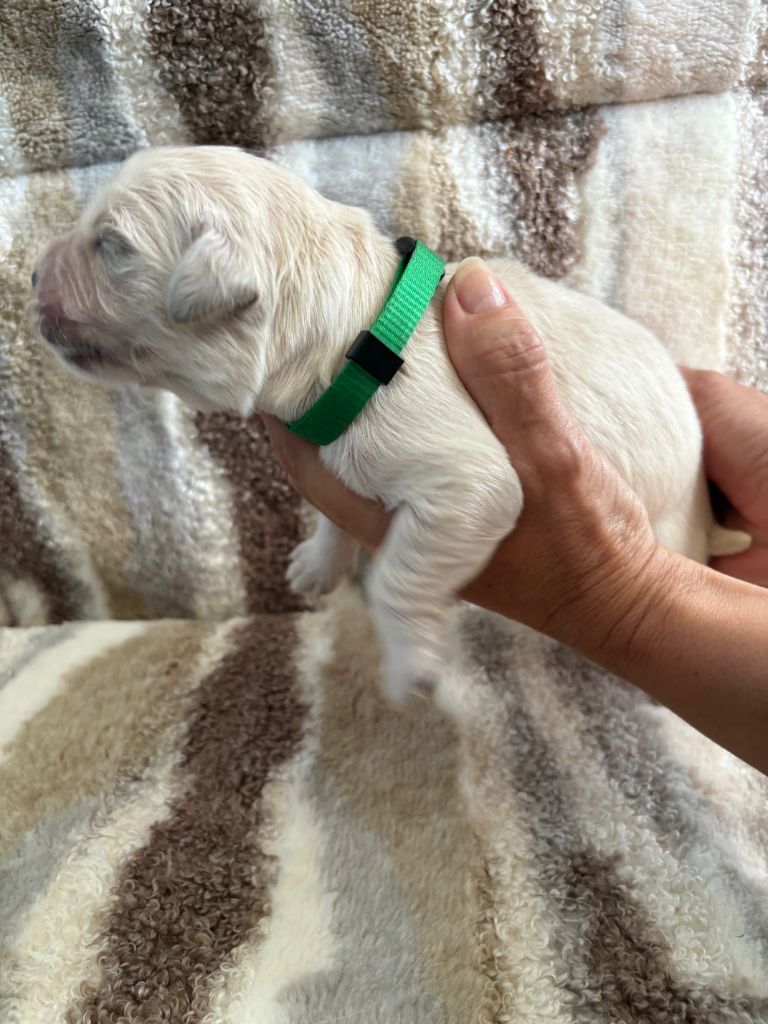 Ouaf Domaine Des Goldies - Chiots disponibles - Golden Retriever