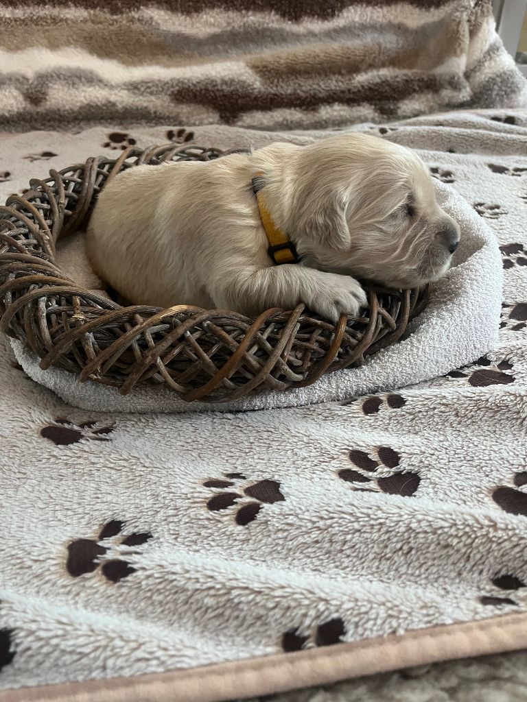 Ouaf Domaine Des Goldies - Chiots disponibles - Golden Retriever