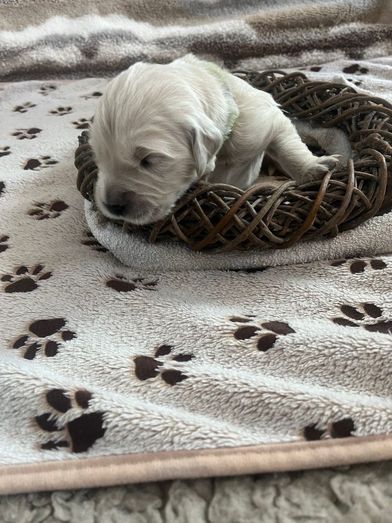 Ouaf Domaine Des Goldies - Chiots disponibles - Golden Retriever