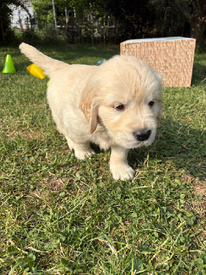 CHIOT