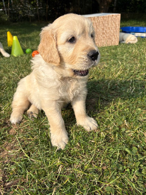 CHIOT