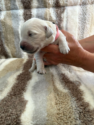 CHIOT