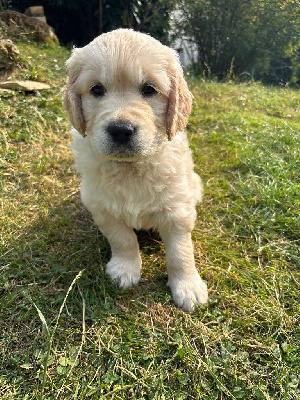 CHIOT