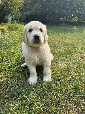 CHIOT