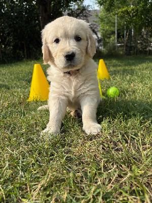 CHIOT