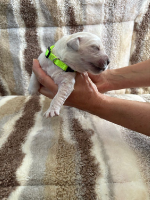 CHIOT