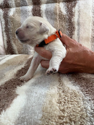 CHIOT