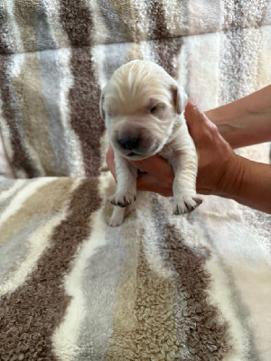 CHIOT