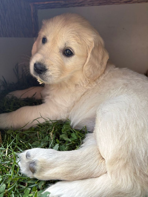 CHIOT