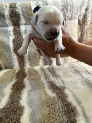 CHIOT