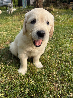 CHIOT