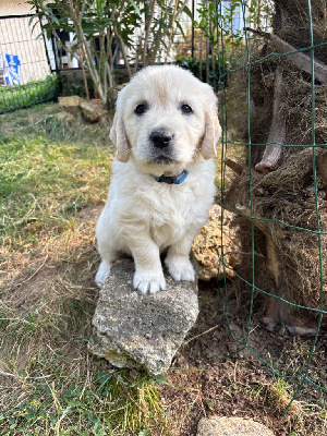 CHIOT