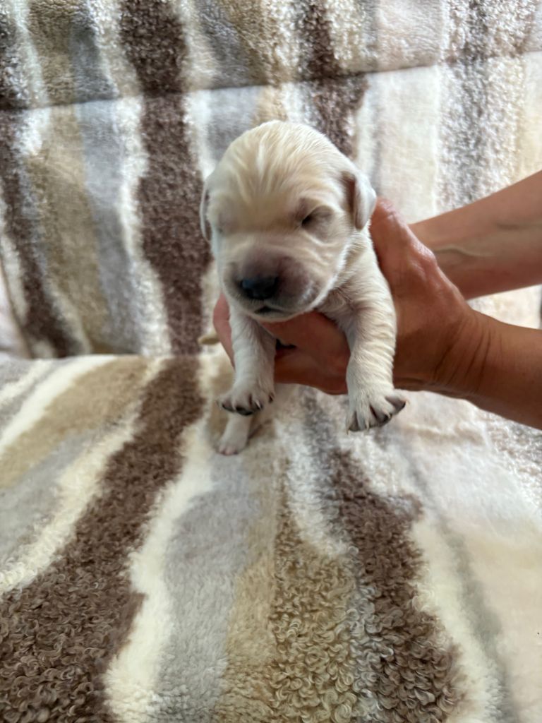 Ouaf Domaine Des Goldies - Chiots disponibles - Golden Retriever