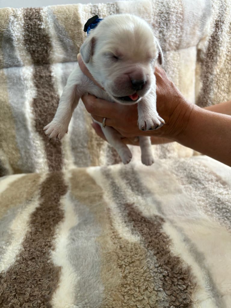 Ouaf Domaine Des Goldies - Chiots disponibles - Golden Retriever