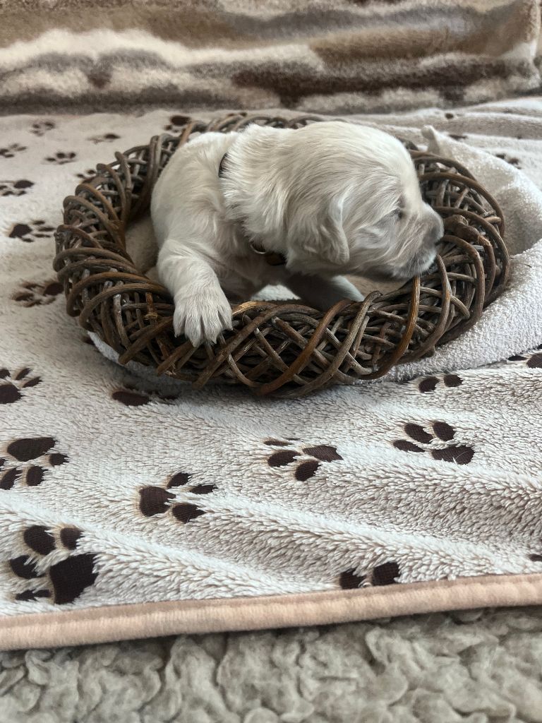 Ouaf Domaine Des Goldies - Chiots disponibles - Golden Retriever